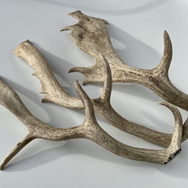 ANTLER, Deer Antler - Real (Price Per Antler)